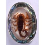 A RARE VINTAGE MOTHER OF PEARL SCORPION BELT BUCKLE. 10 cm x 6 cm.