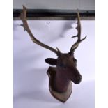 A LARGE EDWARDIAN CARVED WOOD PAPIER MACHE AND OAK TAXIDERMY RED STAG HEAD. 80 cm x 50 cm.