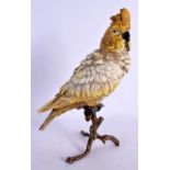 A LARGE CONTEMPORARY COLD PAINTED BRONZE PARROT. 27 cm high.