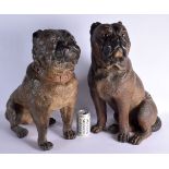 A LARGE PAIR OF 19TH CENTURY AUSTRIAN COLD PAINTED TERRACOTTA PUG DOGS. 55 cm x 40 cm.