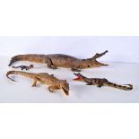 A collection of taxidermy Crocodile, Alligator and Caiman 74cm (4)