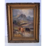 William Langley (1852-1922) framed oil on canvas of Highland cattle 29 x 39 cm .