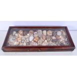 A COLLECTION OF ANTIQUE SHELLS within a glass top case. 50 cm x 22 cm.
