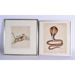 Company School (C1820) Indian, Pair, Watercolours, Serpent and Tiger. 27 cm x 24 cm.