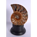 AN AMMONITE ON STAND. 16 cm high.