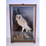 A cased taxidermy of barn owl and three small birds
