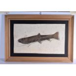A LARGE PREHISTORIC FOSSILIZED GREEN RIVER FORMATION FISH. 92 cm x 64 cm.