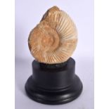 AN EARLY AMMONITE ON STAND. 13 cm x 5 cm.
