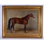Julius Von Blass (1845-1922) Austrian, Portrait of a brown horse. 76 cm x 68 cm.