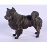 A 19TH CENTURY AUSTRIAN COLD PAINTED BRONZE FIGURE OF A DOG modelled upon all fours. 12 cm x 10 cm.