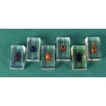 A collection of insects encased in Perspex blocks 7.5 x 4 cm. (6)