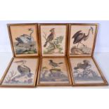 A collection of framed 19th century coloured etchings of birds 24 x 19 cm 6)