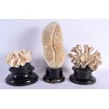 THREE LARGE CORAL SPECIMENS Largest 32 cm high. (3)