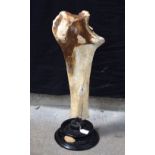 A woolly mammoth leg bone. 80 cm x 68 cm.