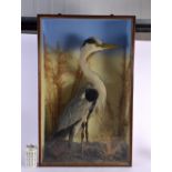 A LARGE VICTORIAN TAXIDERMY HERON W H Rowe, Penzance. 75 cm x 48 cm.