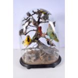 A glass dome taxidermy display of 13 birds . 46cm high .