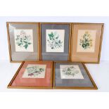 Jane Webb Loudon (1807-1858) 5 x Lithographical prints, Botanical studies. 23 cm x 19 cm. (5)
