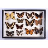 A CASED SET OF EARLY 20TH CENTURY BUTTERFLY SPECIMENS Attributed to Dayrolle, Paris. 38 cm x 24 cm.