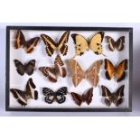 A CASED SET OF EARLY 20TH CENTURY BUTTERFLY SPECIMENS Attributed to Dayrolle, Paris. 38 cm x 24 cm.