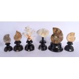 SIX VINTAGE CORAL AND AMMONITE SPECIMENS Largest 14 cm high. (6)