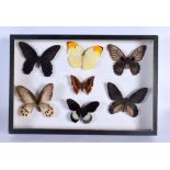 A CASED SET OF EARLY 20TH CENTURY BUTTERFLY SPECIMENS Attributed to Dayrolle, Paris. 38 cm x 24 cm.