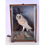 A CASED ANTIQUE TAXIDERMY BARN OWL with three smaller birds. 55 cm x 35 cm.