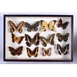 A CASED SET OF EARLY 20TH CENTURY BUTTERFLY SPECIMENS Attributed to Dayrolle, Paris. 38 cm x 24 cm.