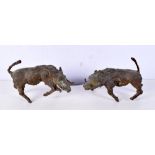 A pair of bronze warthogs 14 x 20 cm. (2).
