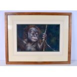 Joel Kirk (20th Century) Pastel, Orangutang. 30 cm x 48 cm.