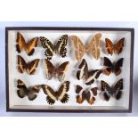 A CASED SET OF EARLY 20TH CENTURY BUTTERFLY SPECIMENS Attributed to Dayrolle, Paris. 38 cm x 24 cm.