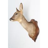 A TAXIDERMY ROE DEER NECK & HEAD MOUNT by Patrick Perrin, with oak shield plaque, approx. 23"