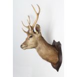 A TAXIDERMY SIKA STAG NECK & HEAD MOUNT, by Rowland Ward, with glass eyes, oak shield plaque,