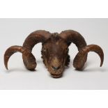 A TAXIDERMY RAM'S HEAD with glass eyes and spiral horns, 20" wide (Est. plus 21% premium inc. VAT)