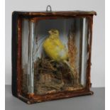 A TAXIDERMY FINCH in naturalistic setting and glazed case, 7 1/4" x 8" (Est. plus 21% premium inc.