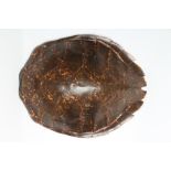 A HAWKSBILL SEA TURTLE CARAPACE, late 19th/early 20th century, with polished exterior and painted