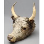 A TAXIDERMY COW, possibly Chillingham, with glass eyes and horns, 22 1/2" wide (Est. plus 21%