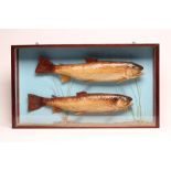 A CASED PAIR OF TAXIDERMY SEA TROUT in naturalistic setting and stained oak glazed case, 32" x 18