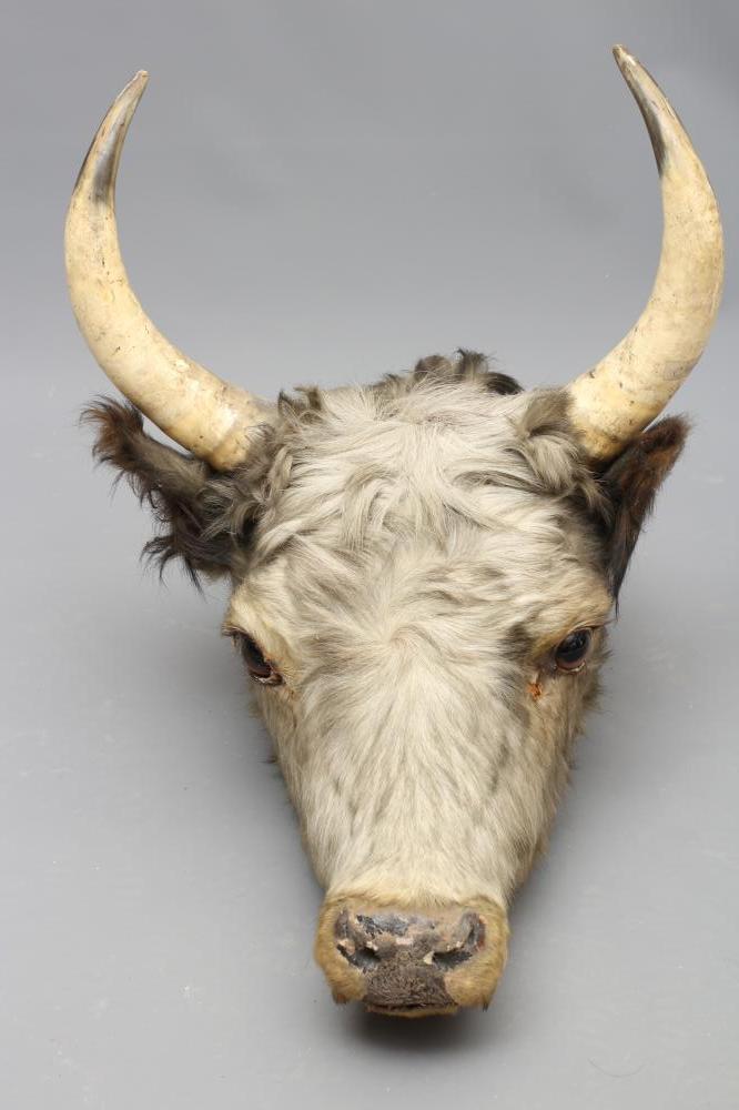 A TAXIDERMY COW, possibly Chillingham, with glass eyes and horns, 22 1/2" wide (Est. plus 21%