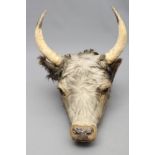 A TAXIDERMY COW, possibly Chillingham, with glass eyes and horns, 22 1/2" wide (Est. plus 21%