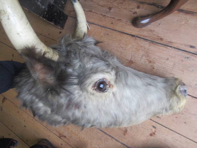 A TAXIDERMY COW, possibly Chillingham, with glass eyes and horns, 22 1/2" wide (Est. plus 21% - Image 6 of 6