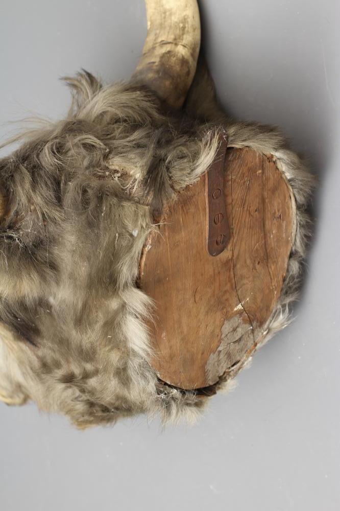 A TAXIDERMY COW, possibly Chillingham, with glass eyes and horns, 22 1/2" wide (Est. plus 21% - Image 2 of 6