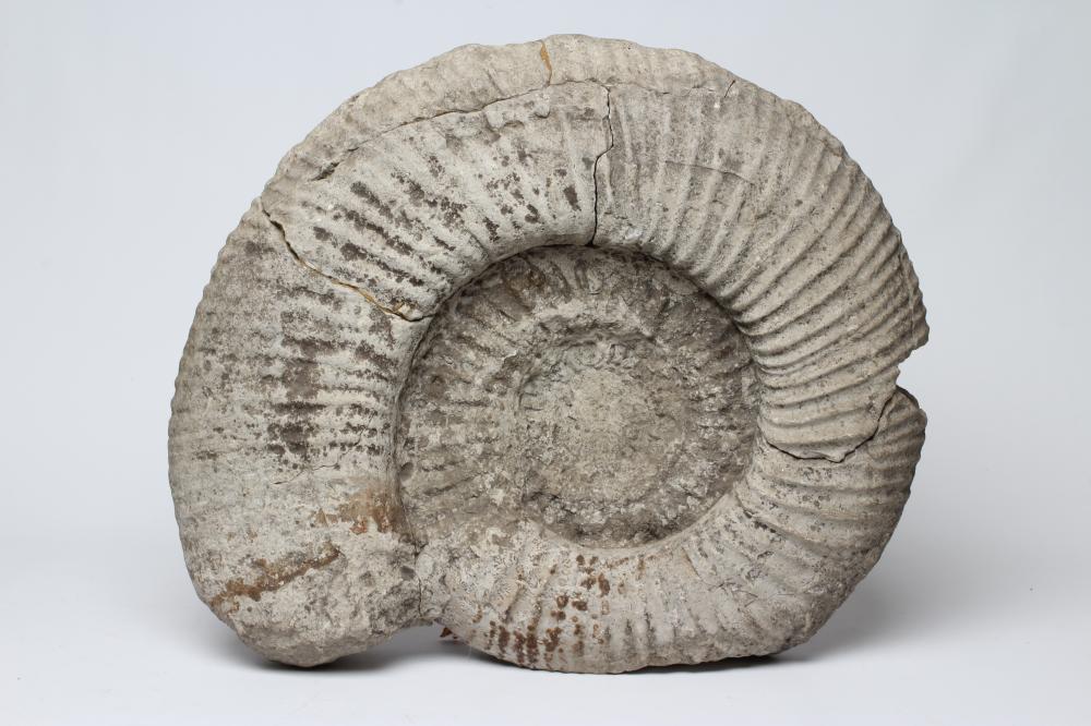 A LARGE AMMONITE FOSSIL, from the Portland Beds in Dorset, 21" x 17 1/2" (Est. plus 21% premium inc.
