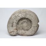 A LARGE AMMONITE FOSSIL, from the Portland Beds in Dorset, 21" x 17 1/2" (Est. plus 21% premium inc.