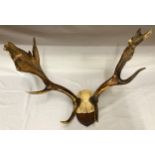 A pair of mounted antlers on wooden base. Max width 60cm, max height approx 30 cm.Condition