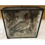 A cased taxidermy study of duck and weasel in beach scene setting. Case size 46cm w x 19cm d x