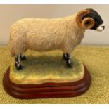 Border Fine Arts 'Swaledale Ram' A1243. With box. 14 x 9cm.Condition ReportGood condition.