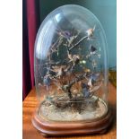 A 19thC taxidermy study of humming birds under a glass dome on a mahogany base. 41 cm h.Condition