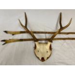 Mounted red deer stag antlers, a set of 6 point antlers and skull mounted on a wooden shield.