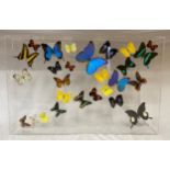 A perspex sealed case containing exotic butterflies mounted on perspex pegs, to include Blue Morpho,