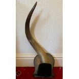 A buffalo ? horn mounted on wooden shelf. Approx 73cm h.Condition ReportGood condition.